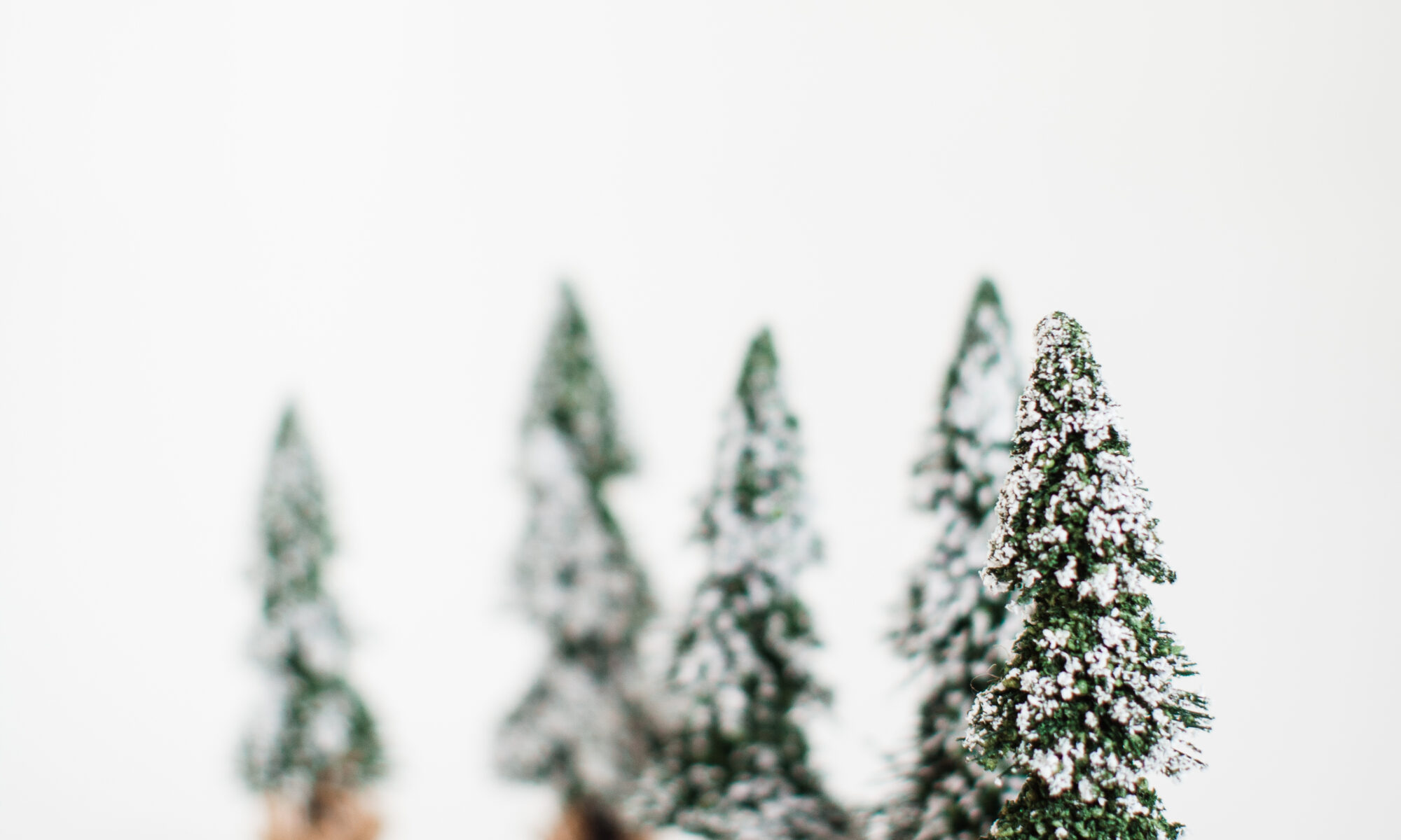 December Snowy Pine Trees